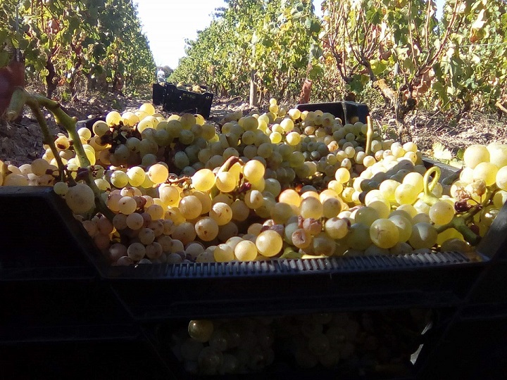 Vendanges Harvest 2018